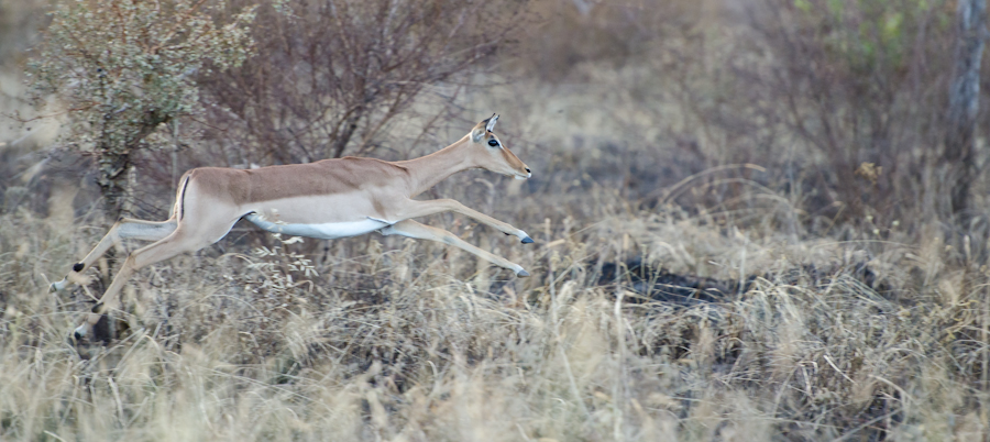 Impala Stotting 1 Impala Stotting 1