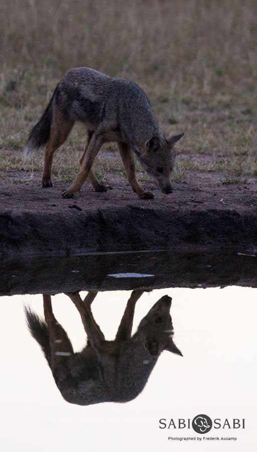 34Frederik Aucamp Side Striped Jackal Final 1 34Frederik Aucamp Side Striped Jackal Final 1