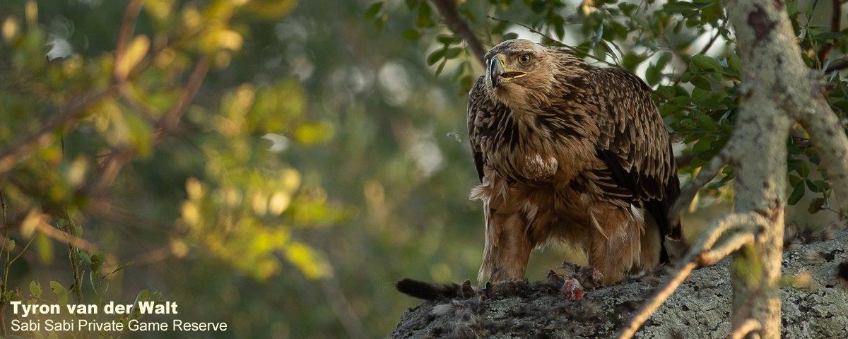 25Tyron Van Der Walt Tawny Eagle W Genet Kill 280520 4 Final 25Tyron Van Der Walt Tawny Eagle W Genet Kill 280520 4 Final