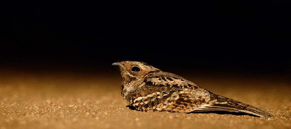 Mike Palmer Nightjar Mike Palmer Nightjar