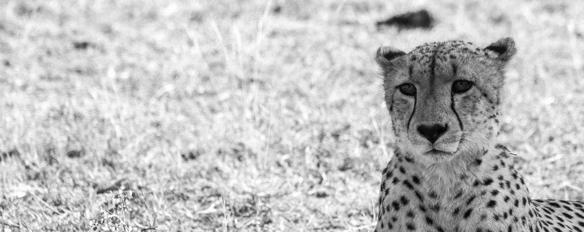 20Tayla McCurdy Cheetah 5 May 16 3 Of 3 20Tayla McCurdy Cheetah 5 May 16 3 Of 3