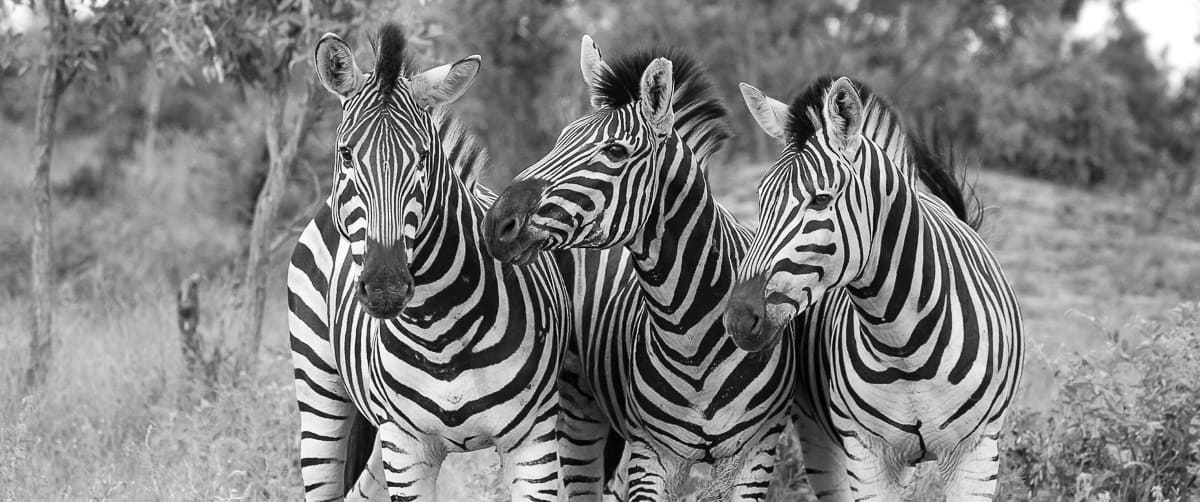 06andries Zebra.mono 160820 2 Final 06andries Zebra.mono 160820 2 Final
