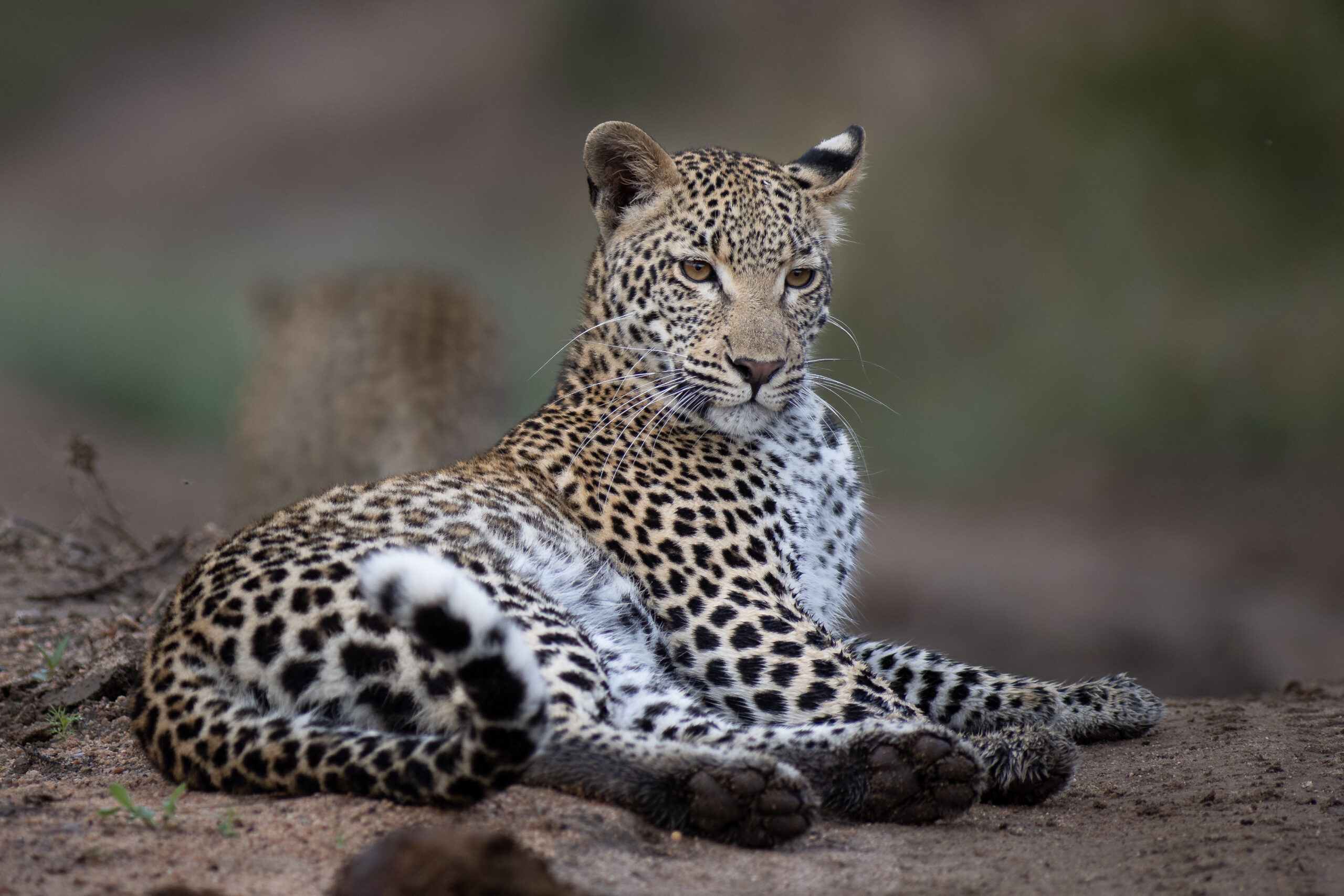 A Love for Leopards | Sabi Sabi