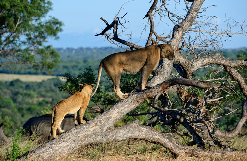 Rhino Tree Lions 3 Rhino Tree Lions 3
