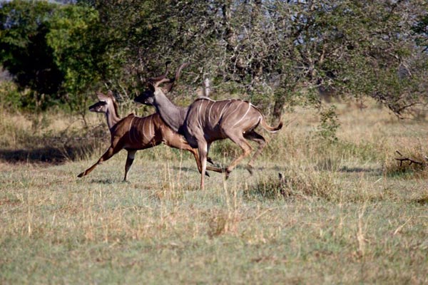 14May13   Kudu