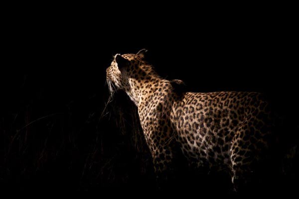 14May13   Leopard