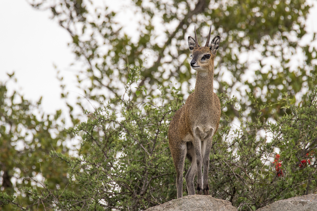 General Wildlife 49   Copy