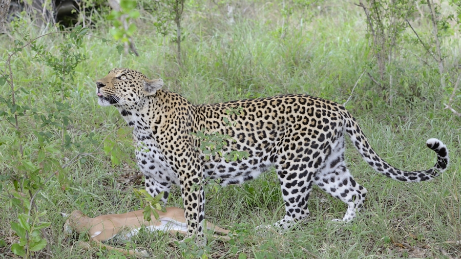 Leopards With Impala Kill 2 Leopards With Impala Kill 2