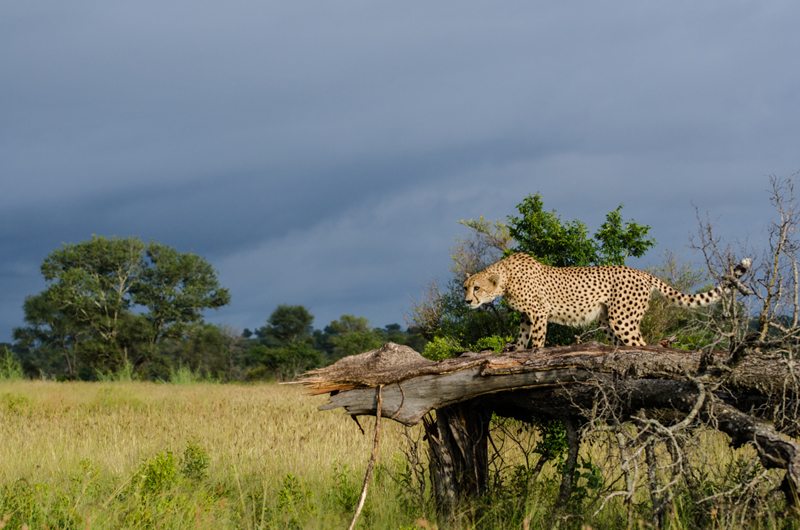 Cheetah 3 Cheetah 3