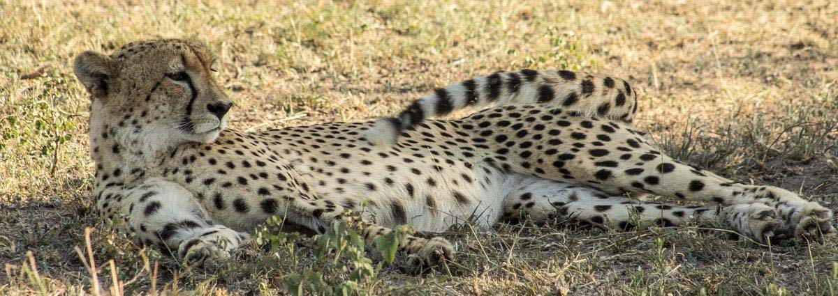 19Tayla McCurdy Cheetah 5 May 16 1 Of 3 19Tayla McCurdy Cheetah 5 May 16 1 Of 3