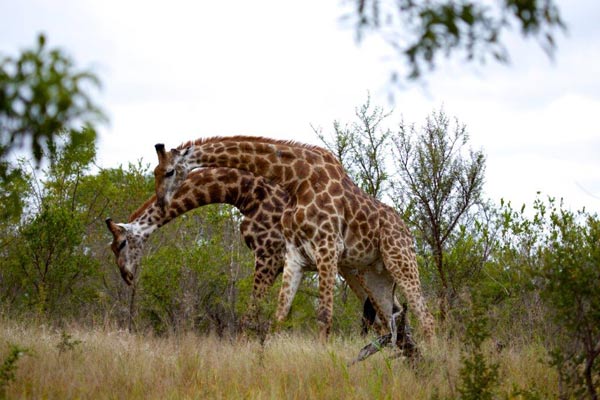 14May13   Giraffe