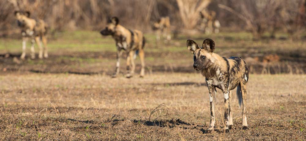 Terry Ennever Wilddogs2 Terry Ennever Wilddogs2