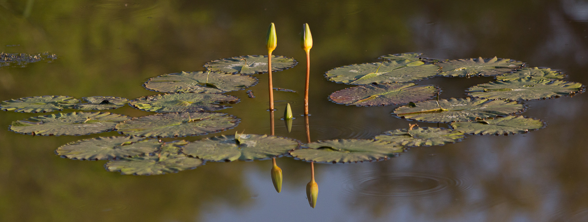 Water Lillie Water Lillie
