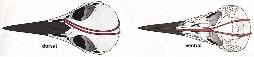 05Dorsal Ventral 05Dorsal Ventral