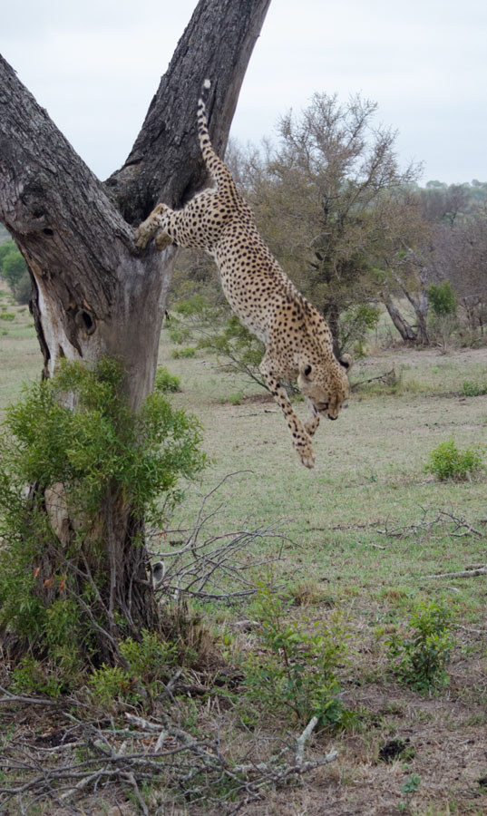 Cheetah Cheetah Jump Steve Cheetah Cheetah Jump Steve