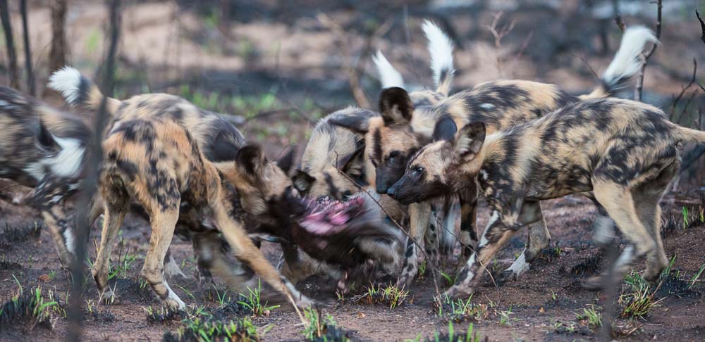 Terry Ennever Wilddogs3 Terry Ennever Wilddogs3