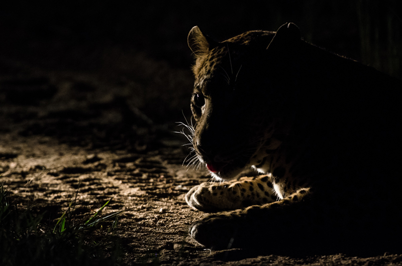 Leopards 2 Leopards 2