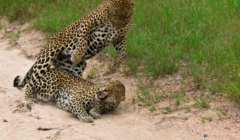 S Leopards 7 S Leopards 7
