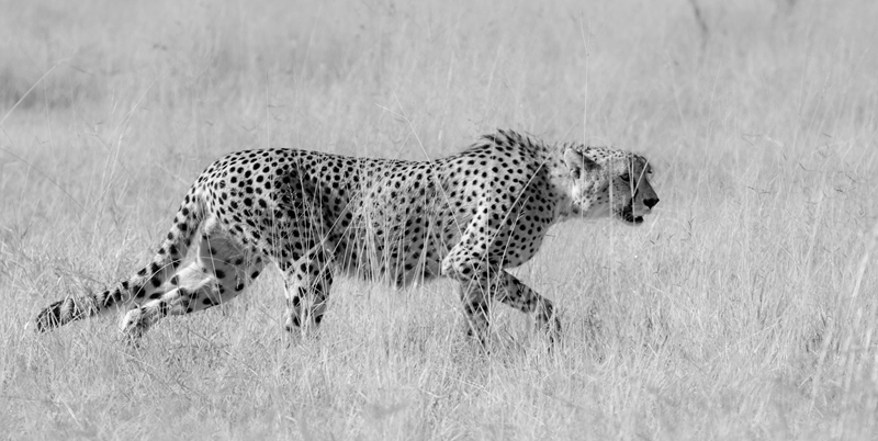 Cheetah Rich 6 Cheetah Rich 6