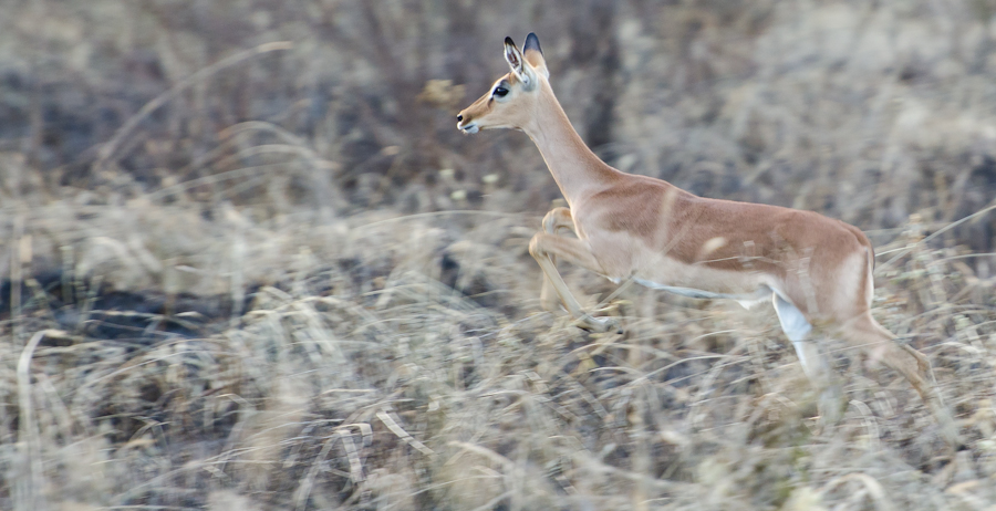 Impala Stotting 2 Impala Stotting 2