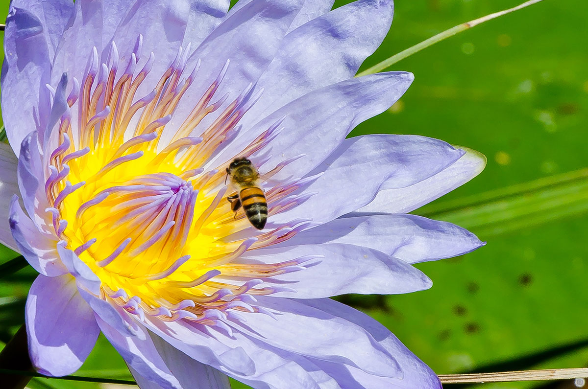 Maybee's Insects Miniature marvels | Sabi Sabi