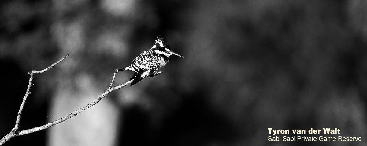 34Tyron Van Der Walt Pied Kingfisher Monochrome Final 34Tyron Van Der Walt Pied Kingfisher Monochrome Final