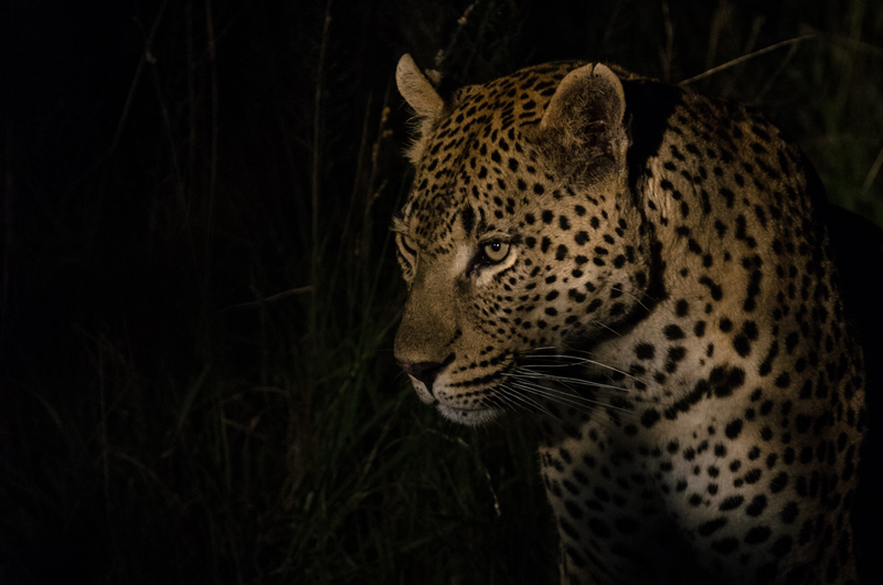 Leopards Leopards