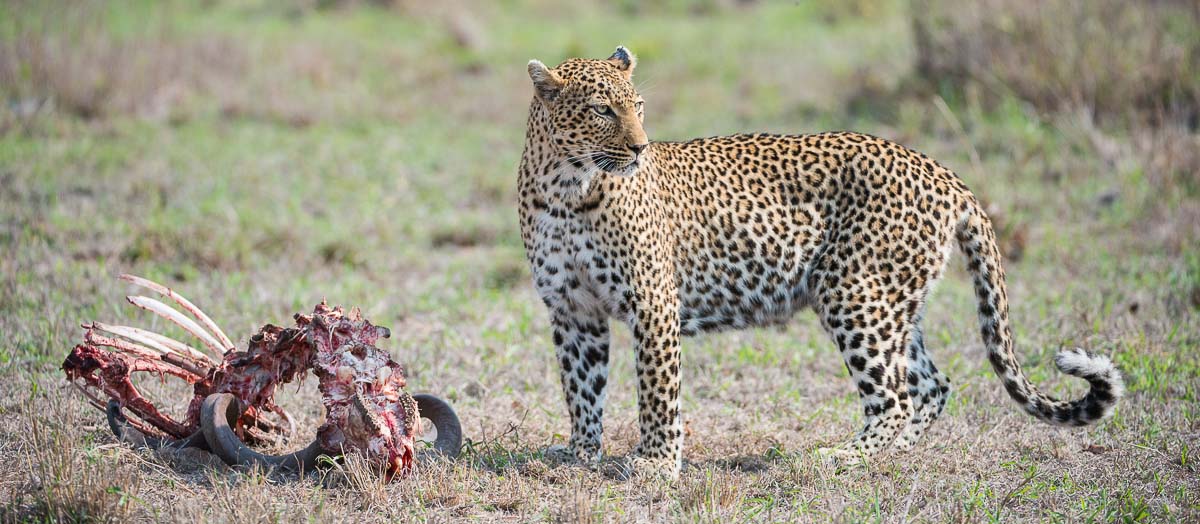 13Terry Ennever Ww Hyenas9 13Terry Ennever Ww Hyenas9