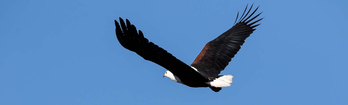 06Sheldon Hooper Flying Fish Eagle 06Sheldon Hooper Flying Fish Eagle