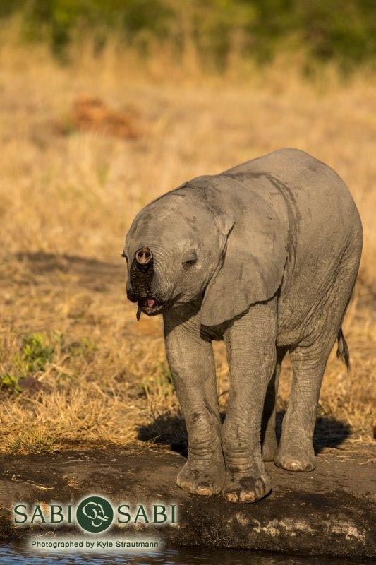 02Kyle 25 June Elephant Day 17 Final 02Kyle 25 June Elephant Day 17 Final