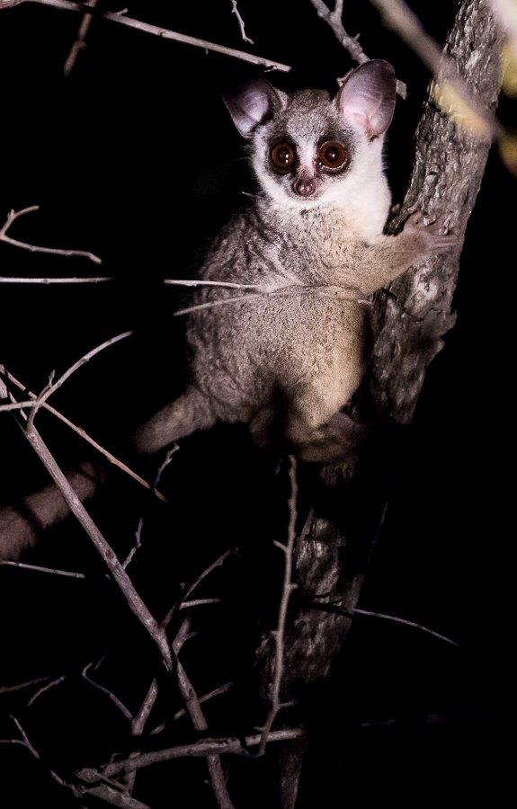 11Terry Ennever Bush Baby 11Terry Ennever Bush Baby