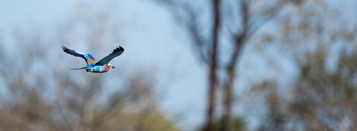 09Sheldon Hooper Lialac Breasted Roller In Flight 09Sheldon Hooper Lialac Breasted Roller In Flight