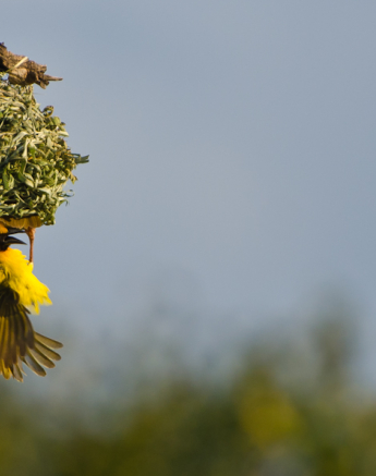 Southern Masked Weavers 6 Southern Masked Weavers 6