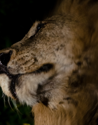 Sabi Sabi Super Sightings 5 2 Sabi Sabi Super Sightings 5 2