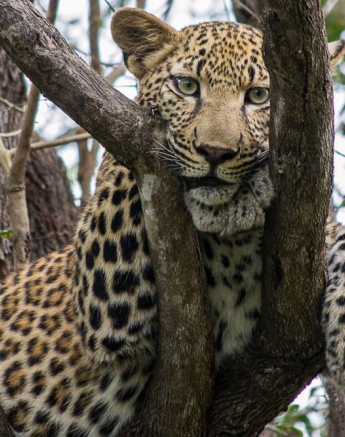 Tortillis Young Male 2