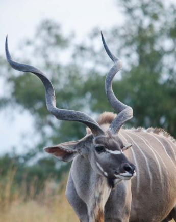 Photo Steve WB Kudu Photo Steve WB Kudu