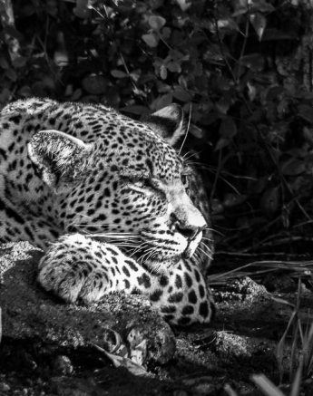 11Sheldon Hooper White Dams Cub Resting