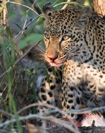 27lb And Cub Grant Rodewijk 010416 2