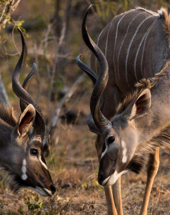 07Sheldon Hooper Kudu Colour 07Sheldon Hooper Kudu Colour