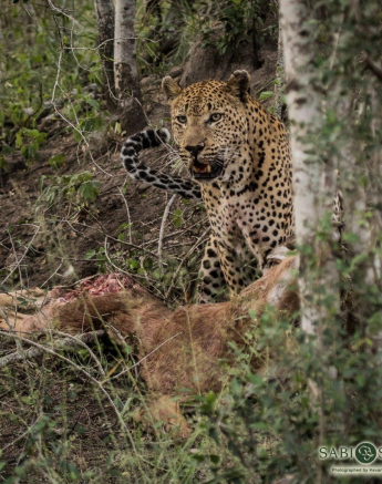 16Kevan Dobbie Maxabeni 020518 6 Final 16Kevan Dobbie Maxabeni 020518 6 Final