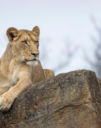 15 Francois Malan 3 18 08 2018 SP LIONS Final