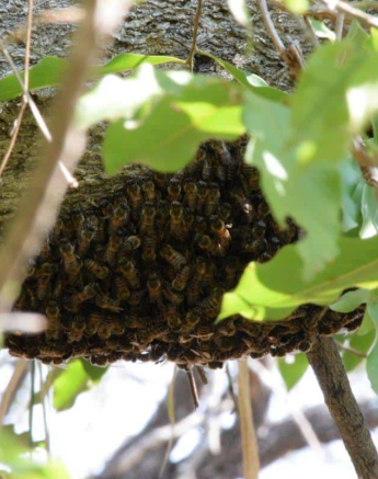 24 Maryke Nel African Honey Bee Final