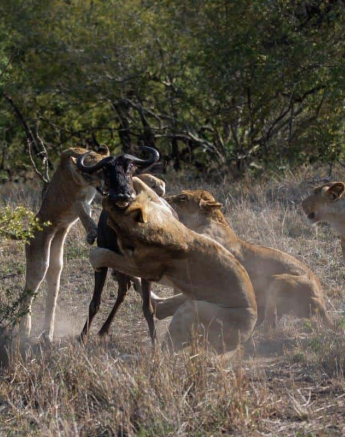 07Kevin Van Der Linde Lion Kill 27122018 2 Final 07Kevin Van Der Linde Lion Kill 27122018 2 Final