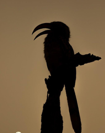 36Kevin Van Der Linde Southern Yellow Billed Hornbill 06032019 Final 36Kevin Van Der Linde Southern Yellow Billed Hornbill 06032019 Final