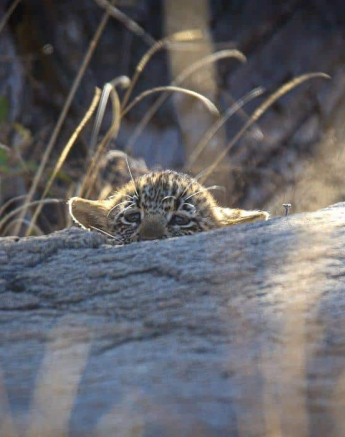 02Ally Ross 20190722 Cub Peering Final 02Ally Ross 20190722 Cub Peering Final
