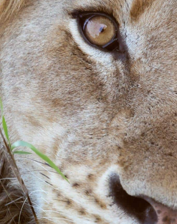 20Kevin Van Der Linde Lions Nwaswitwisaka 30112019 2 Final 20Kevin Van Der Linde Lions Nwaswitwisaka 30112019 2 Final