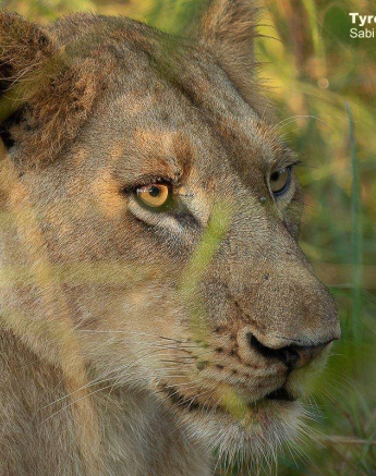 52Tyron Van Der Walt Sp 31032020 2 Final 52Tyron Van Der Walt Sp 31032020 2 Final