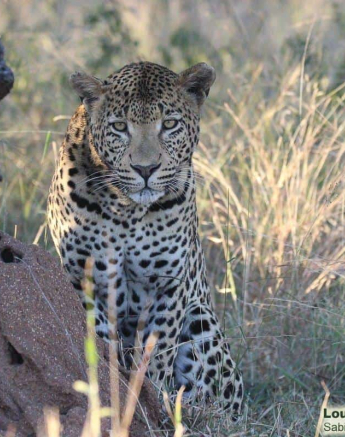 02Louise Murray Wd 27052020 2 Final