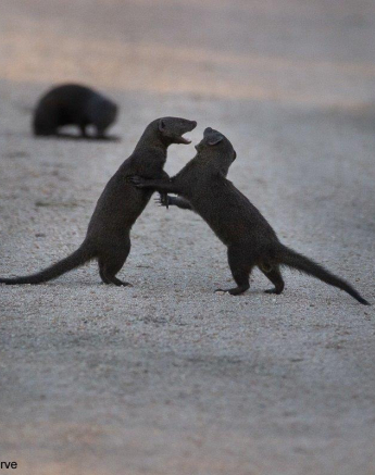 38Louise Murray Dawf Mongoose 27022021 1 FINAL