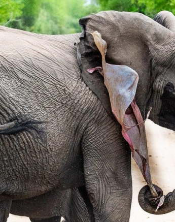 B10ronald Mutero Elephant 27112021 9 Final